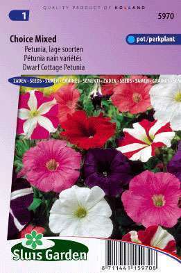 Petunia Low Splendour Mixture