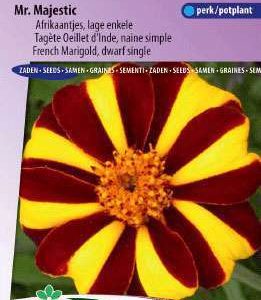 Afrikanen Tagetes patula Mr. Majestic
