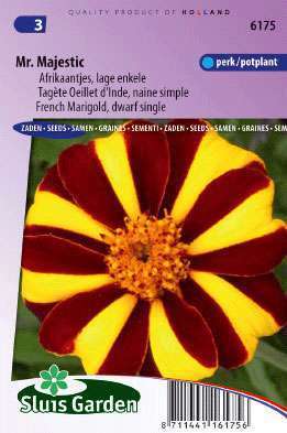 Afrikanen Tagetes patula Mr. Majestic