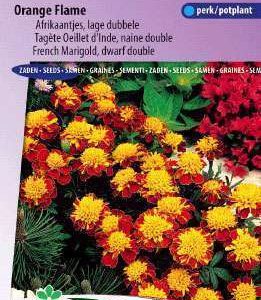 Afrikanen Orange Flame Lage Dubbele