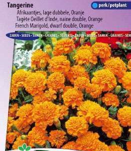 Afrikanen Tangerina Lage Dubbele,  Tagetes patula nana