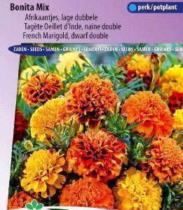 Afrikanen Lage Dubbele Gemengd bonita mix,  Tagetes patula nana