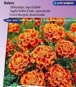 Afrikanen Bolero,  Tagetes Patula Nana