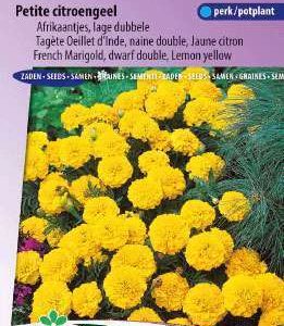 Afrikanen Tagetes patula nana Petite Yellow