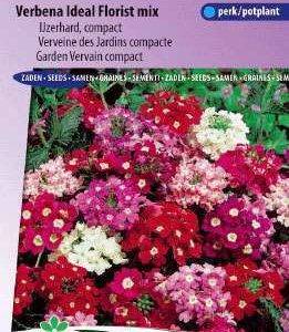 Verbena, IJzerhard Extra Lage Gemengd