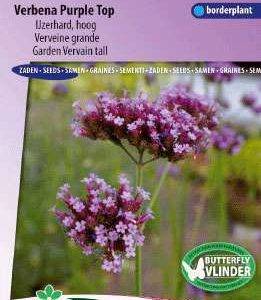 Verbena bonariensis Purple Top, ijzerhard