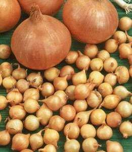 Plantuien Sturon (1000 gram)
