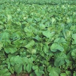 9800 Bladrammenas vanaf 100 gram