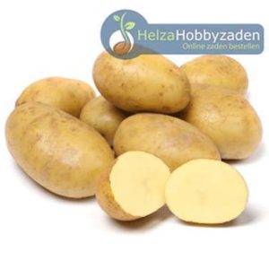 Agria 28/40 Seed potato
