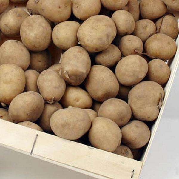 Friesländer