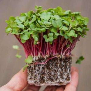 Spruitgroente Radijs pink ca 10 gram