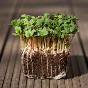 Sprout vegetable Radish Daikon approx 10 grams