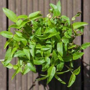 Sprout Vegetable Bean | Mung Bean approx 10 grams