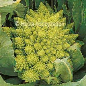 Cauliflower Veronica F1 "Romanesco"