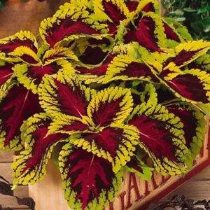 Coleus x blumei Kong Rose