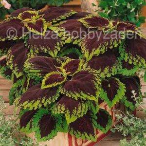 Coleus x blumei Kong Scarlet