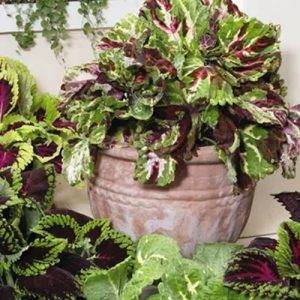 Coleus x blumei Kong Mix