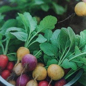 Radijs 3 kleuren gemengde soorten Gemengd ca 10 gram