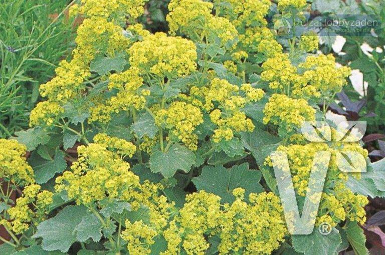 Alchemilla Mollis 'Thrille